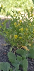 Rorippa curvisiliqua
