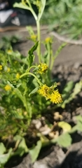 Rorippa curvisiliqua