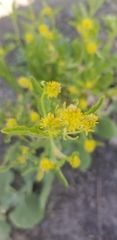 Rorippa curvisiliqua