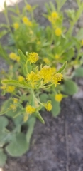 Rorippa curvisiliqua