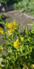 Rorippa curvisiliqua