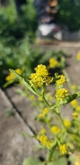 Rorippa curvisiliqua