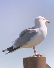 Larus argentatus