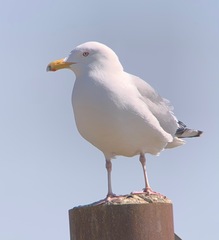 Larus argentatus