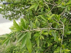 Neopringlea integrifolia