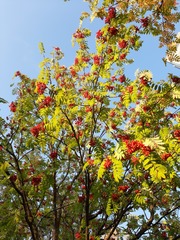 Sorbus aucuparia