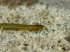 Galaxias maculatus