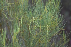 Acacia calamifolia