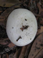 Agaricus pocillator