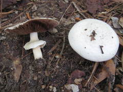 Agaricus pocillator