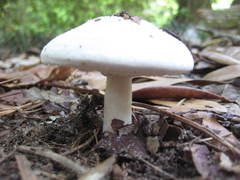 Agaricus pocillator