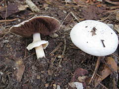 Agaricus pocillator