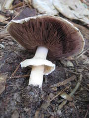 Agaricus pocillator