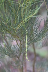 Acacia calamifolia