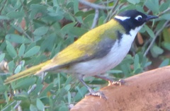 Melithreptus chloropsis