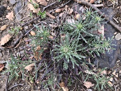 Erysimum crepidifolium