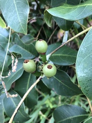 Pseudobombax grandiflorum