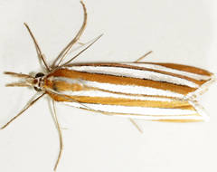 Hednota bivittella