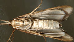 Hednota bivittella