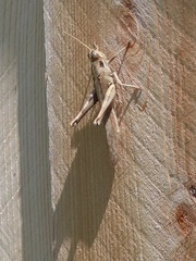 Schistocerca nitens