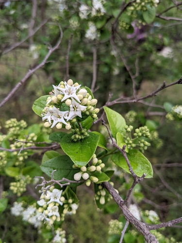 Ehretia anacua