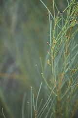 Acacia calamifolia