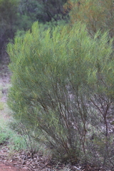 Acacia calamifolia