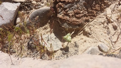 Androstephium breviflorum