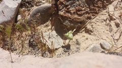 Androstephium breviflorum