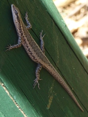 Cryptoblepharus buchananii