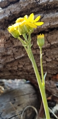 Senecio wootonii