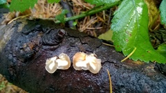 Naematelia encephala