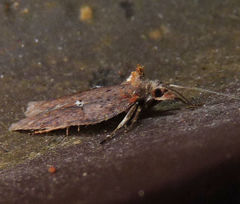 Acleris bowmanana