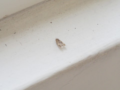 Schistophleps bipuncta