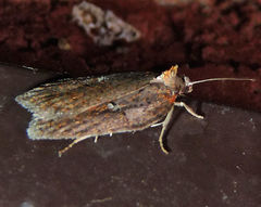 Acleris bowmanana