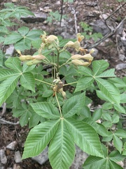 Aesculus pavia flavescens