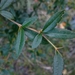 Berberis hayatana - Photo (c) 蘇昱, algunos derechos reservados (CC BY-NC), subido por 蘇昱