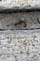 Tetramorium immigrans