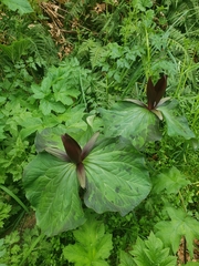 Trillium kurabayashii