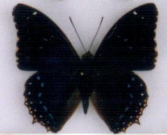 Charaxes numenes neumanni