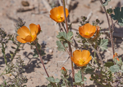 Sphaeralcea coulteri