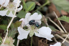 Osmia ribifloris