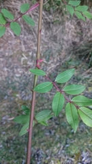 Rosa transmorrisonensis