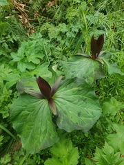 Trillium kurabayashii