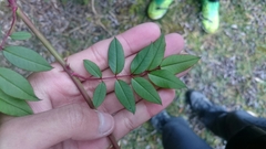 Rosa transmorrisonensis