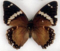 Charaxes numenes neumanni