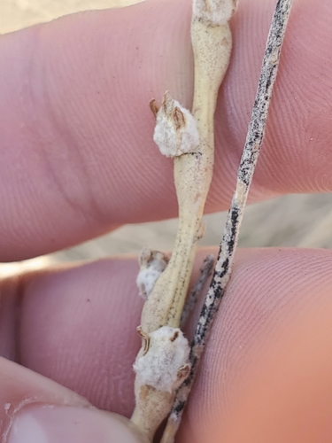 Aciurina maculata