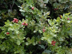 Plagiotrochus quercusilicis