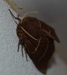 Macrothylacia digramma