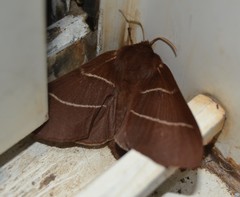 Macrothylacia digramma
